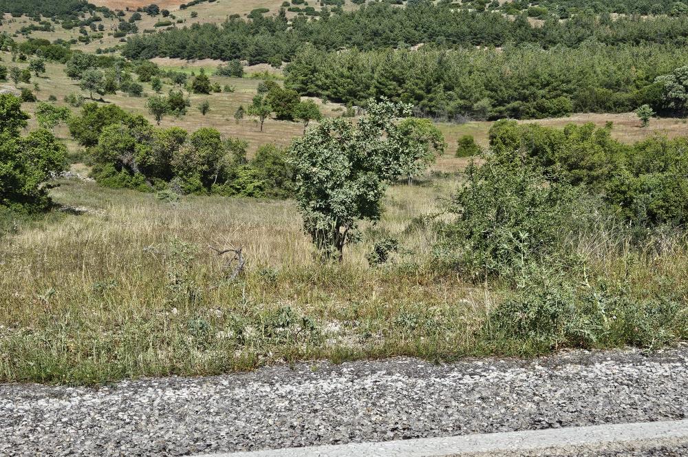 Denizli Çal Hançalar Satılık Bağ Arazi – Yatırım Fırsatı