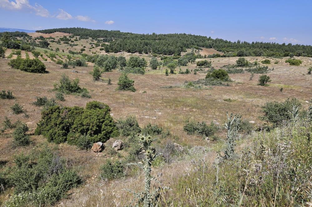 Denizli Çal Hançalar Satılık Bağ Arazi – Yatırım Fırsatı