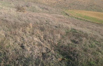 CENTURY 21 VİZYON'DAN ULUDERE’DE 1243 M2 SATILIK TARLA