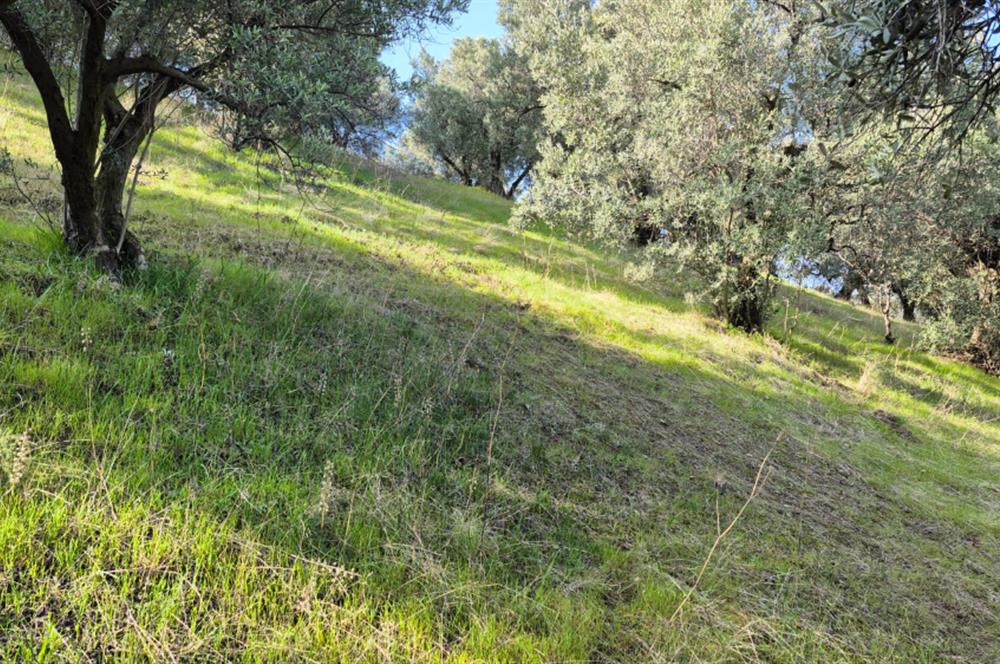 C21 EWA'DAN GEMLİK GENÇALİ KÖYÜNDE DENİZ MANZARALI ZEYTİNLİK !!!