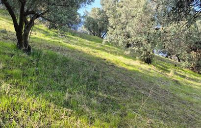 C21 EWA'DAN GEMLİK GENÇALİ KÖYÜNDE DENİZ MANZARALI ZEYTİNLİK !!!