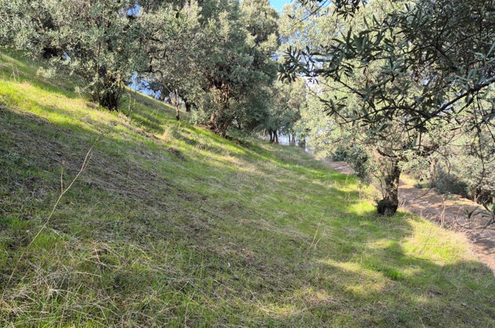 C21 EWA'DAN GEMLİK GENÇALİ KÖYÜNDE DENİZ MANZARALI ZEYTİNLİK !!!