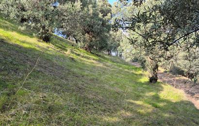 C21 EWA'DAN GEMLİK GENÇALİ KÖYÜNDE DENİZ MANZARALI ZEYTİNLİK !!!