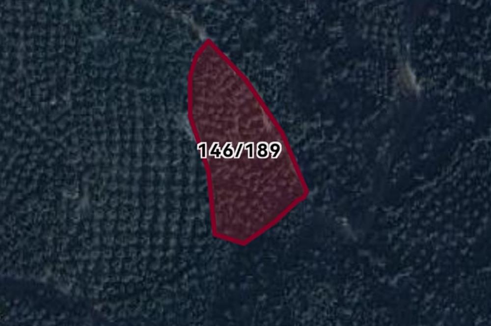 C21 EWA'DAN GEMLİK GENÇALİ KÖYÜNDE DENİZ MANZARALI ZEYTİNLİK !!!