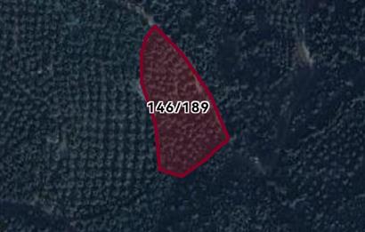 C21 EWA'DAN GEMLİK GENÇALİ KÖYÜNDE DENİZ MANZARALI ZEYTİNLİK !!!