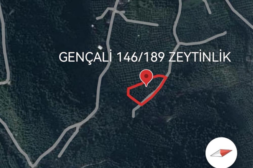 C21 EWA'DAN GEMLİK GENÇALİ KÖYÜNDE DENİZ MANZARALI ZEYTİNLİK !!!