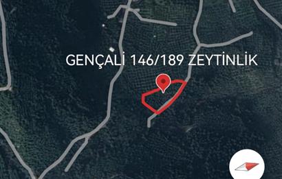 C21 EWA'DAN GEMLİK GENÇALİ KÖYÜNDE DENİZ MANZARALI ZEYTİNLİK !!!
