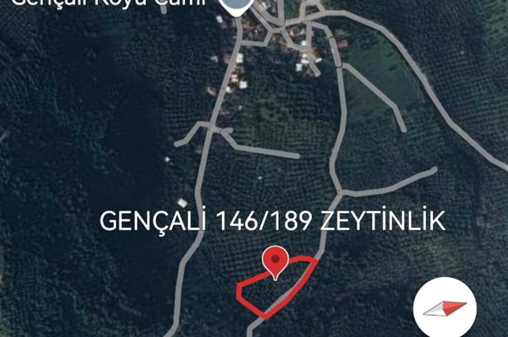 C21 EWA'DAN GEMLİK GENÇALİ KÖYÜNDE DENİZ MANZARALI ZEYTİNLİK !!!