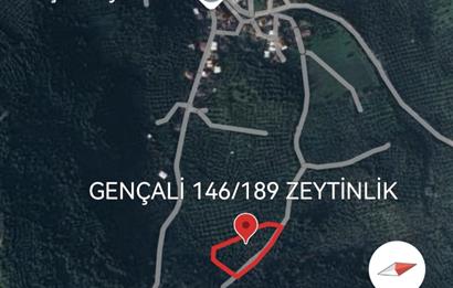 C21 EWA'DAN GEMLİK GENÇALİ KÖYÜNDE DENİZ MANZARALI ZEYTİNLİK !!!