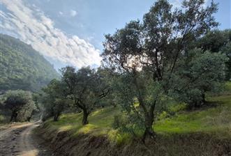 C21 EWA'DAN GEMLİK GENÇALİ KÖYÜNDE DENİZ MANZARALI ZEYTİNLİK !!! - 8 - 29781