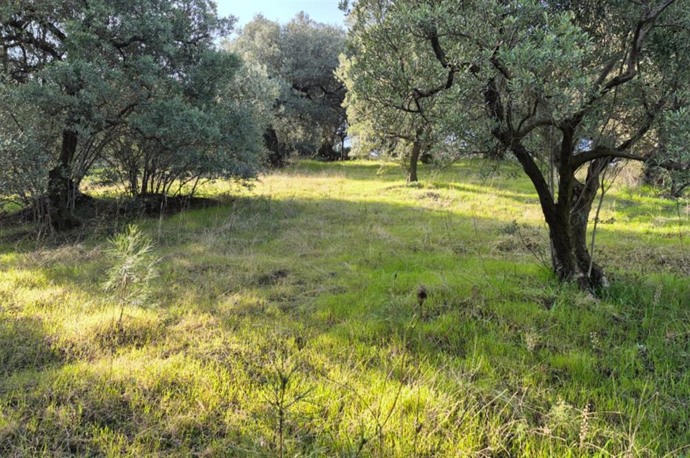 C21 EWA'DAN GEMLİK GENÇALİ KÖYÜNDE DENİZ MANZARALI ZEYTİNLİK !!!