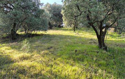 C21 EWA'DAN GEMLİK GENÇALİ KÖYÜNDE DENİZ MANZARALI ZEYTİNLİK !!!