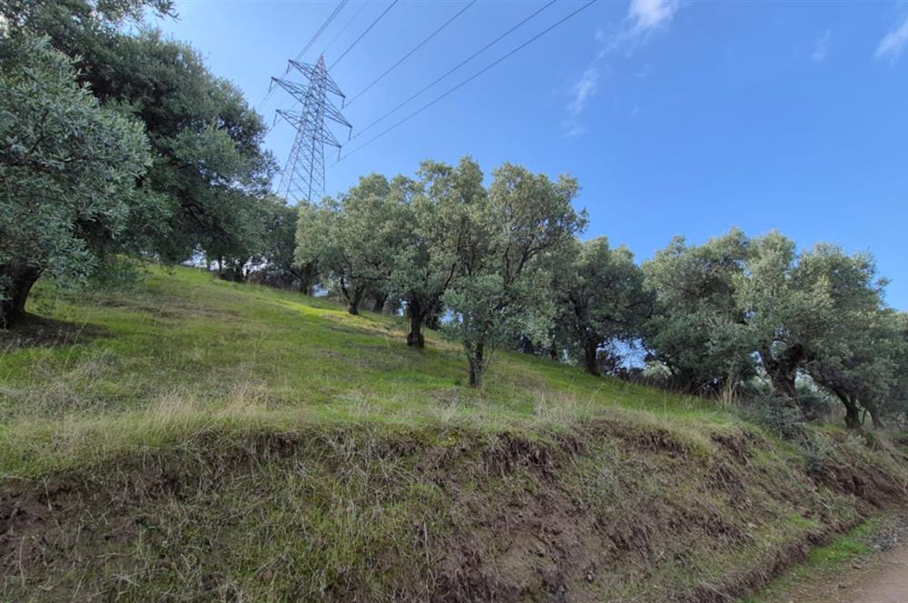 C21 EWA'DAN GEMLİK GENÇALİ KÖYÜNDE DENİZ MANZARALI ZEYTİNLİK !!!