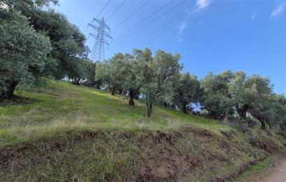 C21 EWA'DAN GEMLİK GENÇALİ KÖYÜNDE DENİZ MANZARALI ZEYTİNLİK !!!