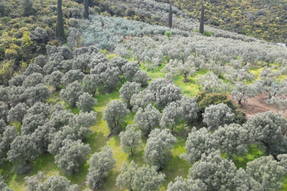 C21 EWA'DAN GEMLİK GENÇALİ KÖYÜNDE DENİZ MANZARALI ZEYTİNLİK !!!