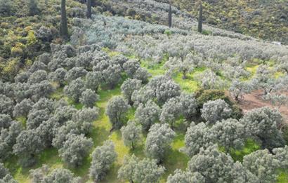 C21 EWA'DAN GEMLİK GENÇALİ KÖYÜNDE DENİZ MANZARALI ZEYTİNLİK !!!