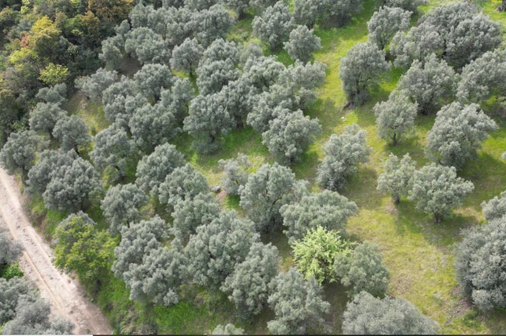 C21 EWA'DAN GEMLİK GENÇALİ KÖYÜNDE DENİZ MANZARALI ZEYTİNLİK !!!