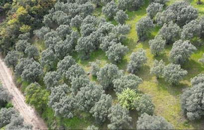 C21 EWA'DAN GEMLİK GENÇALİ KÖYÜNDE DENİZ MANZARALI ZEYTİNLİK !!!