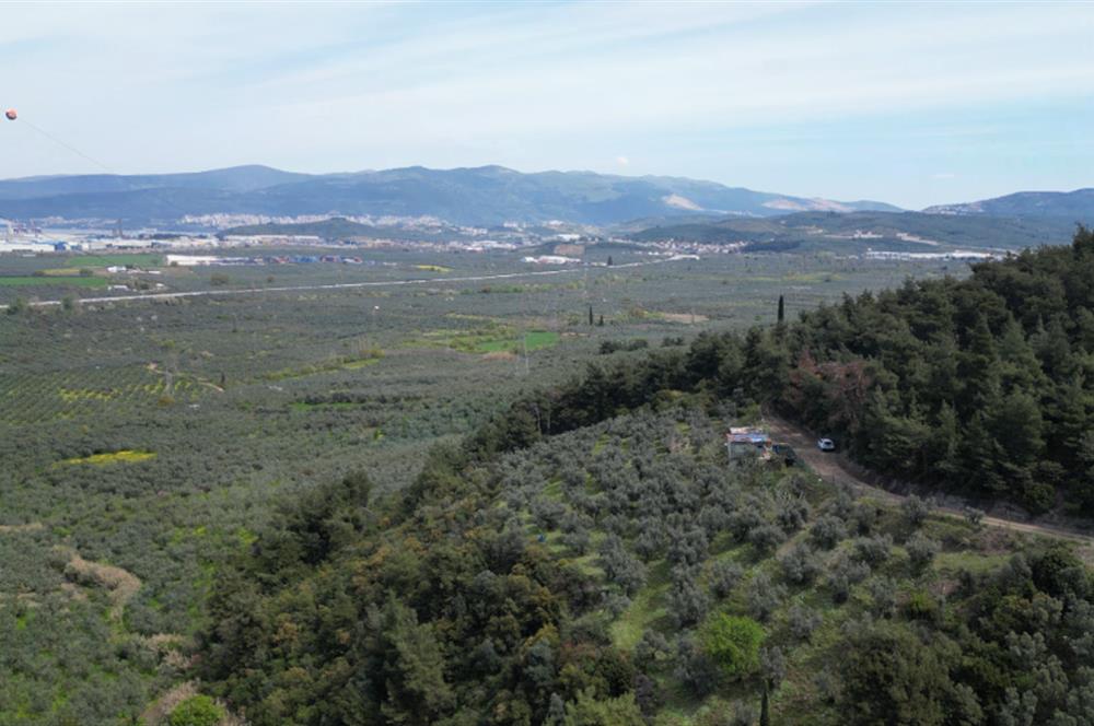 C21 EWA'DAN GEMLİK GENÇALİ KÖYÜNDE DENİZ MANZARALI ZEYTİNLİK !!!