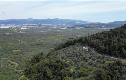 C21 EWA'DAN GEMLİK GENÇALİ KÖYÜNDE DENİZ MANZARALI ZEYTİNLİK !!!