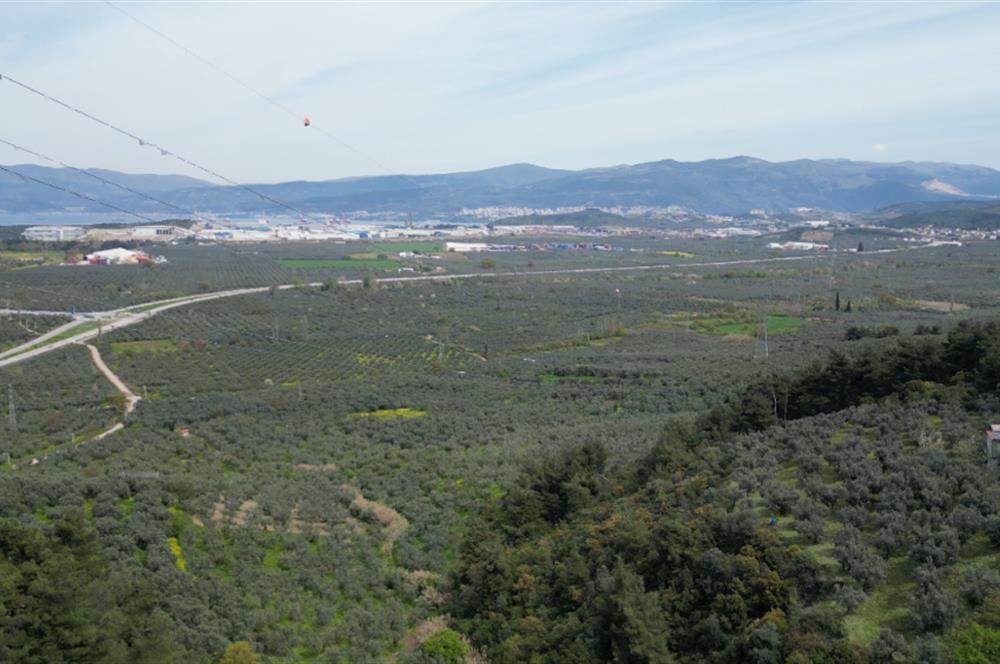 C21 EWA'DAN GEMLİK GENÇALİ KÖYÜNDE DENİZ MANZARALI ZEYTİNLİK !!!