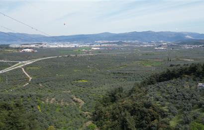 C21 EWA'DAN GEMLİK GENÇALİ KÖYÜNDE DENİZ MANZARALI ZEYTİNLİK !!!