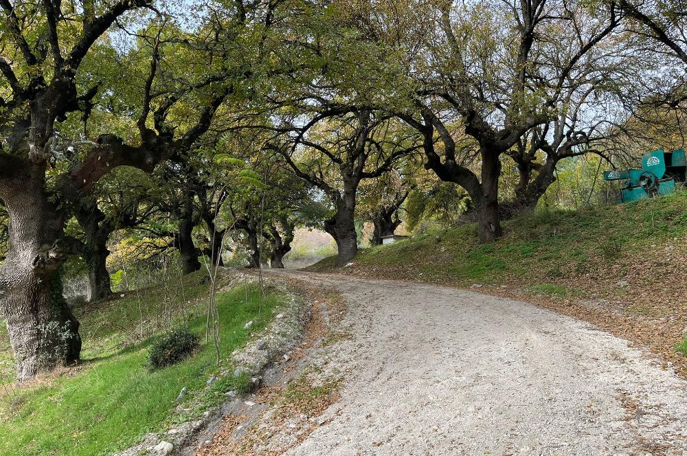 C21 BAL'dan ALTIEYLÜL KİRAZPINAR KÖYÜNDE SATILIK ARSA