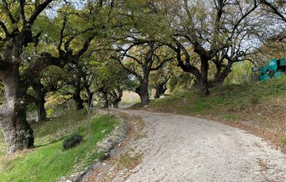 C21 BAL'dan ALTIEYLÜL KİRAZPINAR KÖYÜNDE SATILIK ARSA