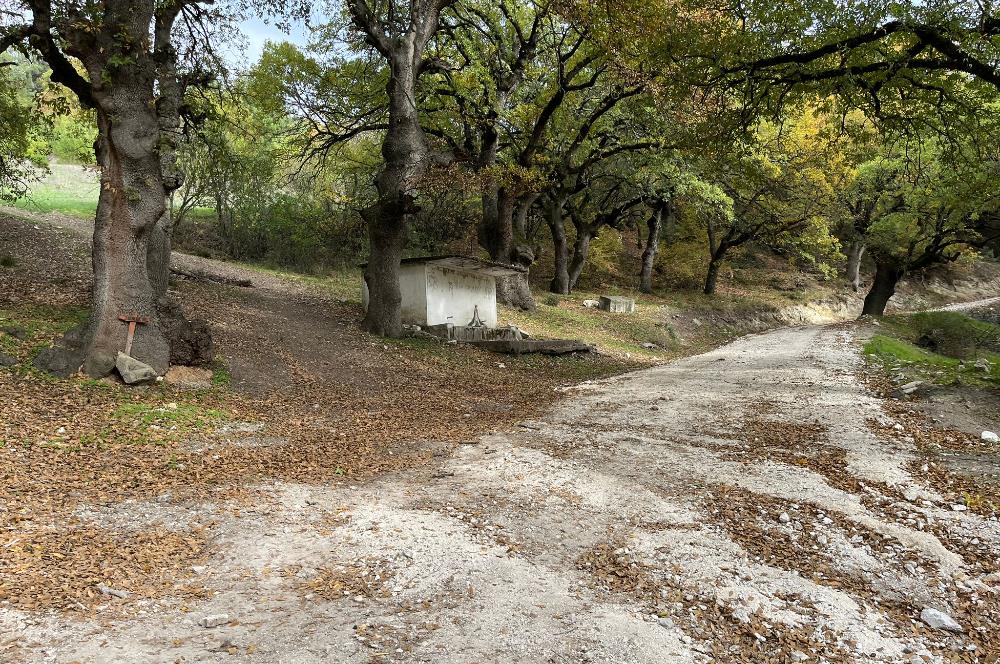 C21 BAL'dan ALTIEYLÜL KİRAZPINAR KÖYÜNDE SATILIK ARSA