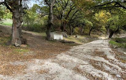 C21 BAL'dan ALTIEYLÜL KİRAZPINAR KÖYÜNDE SATILIK ARSA