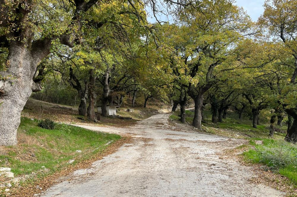 C21 BAL'dan ALTIEYLÜL KİRAZPINAR KÖYÜNDE SATILIK ARSA