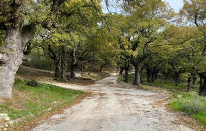 C21 BAL'dan ALTIEYLÜL KİRAZPINAR KÖYÜNDE SATILIK ARSA