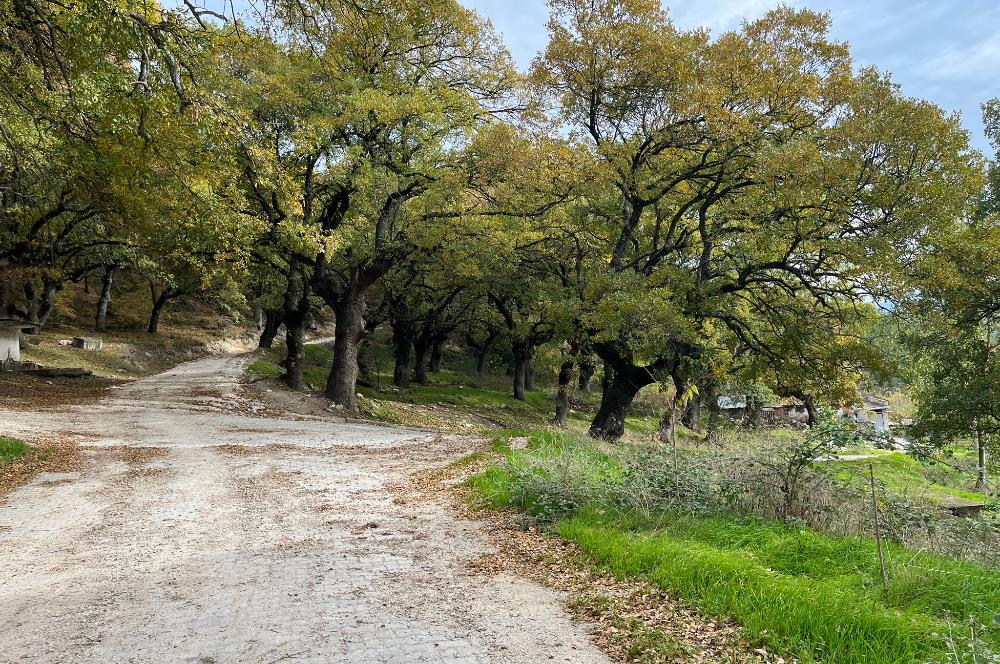 C21 BAL'dan ALTIEYLÜL KİRAZPINAR KÖYÜNDE SATILIK ARSA