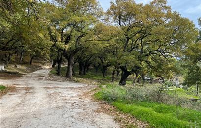 C21 BAL'dan ALTIEYLÜL KİRAZPINAR KÖYÜNDE SATILIK ARSA