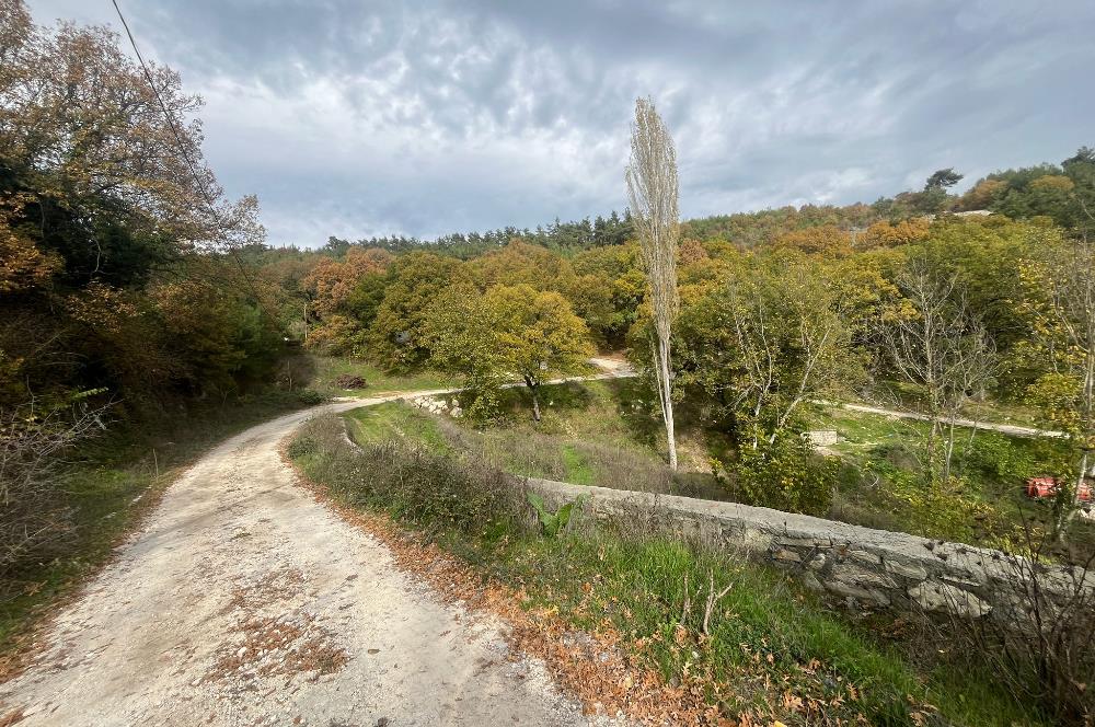 C21 BAL'dan ALTIEYLÜL KİRAZPINAR KÖYÜNDE SATILIK ARSA