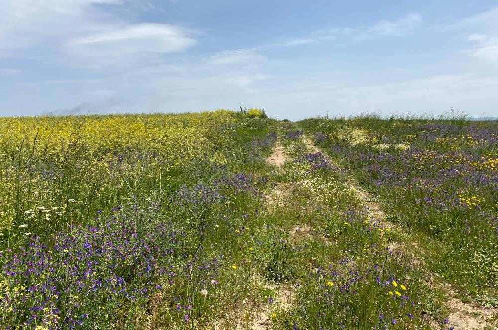 C21 LOCA'DAN BİGA ÇEŞMEALTINDA FIRSAT VİLLA ARSASI