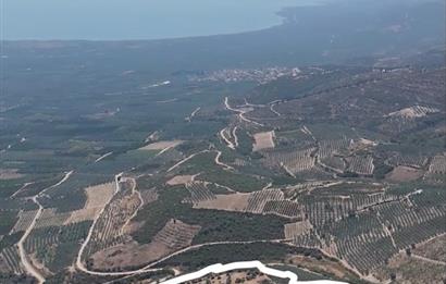 C21 Cius; İznik Ömerli'de Köşe Parsel 49.410 m2 Satılık Arazi
