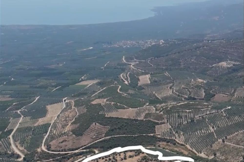 C21 Cius; İznik Ömerli'de Köşe Parsel 49.410 m2 Satılık Arazi