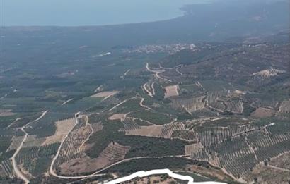 C21 Cius; İznik Ömerli'de Köşe Parsel 49.410 m2 Satılık Arazi