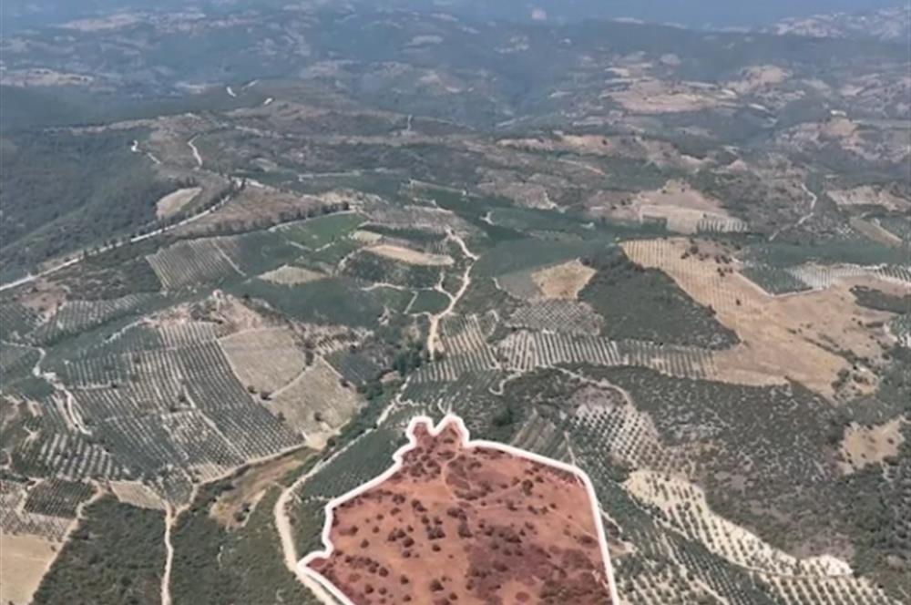 C21 Cius; İznik Ömerli'de Köşe Parsel 49.410 m2 Satılık Arazi