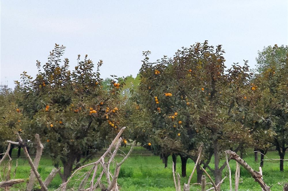 Kaytazderede 7.443 m² / 7 Parsel Tek Portföy 