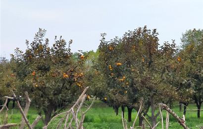 Kaytazderede 7.443 m² / 7 Parsel Tek Portföy 