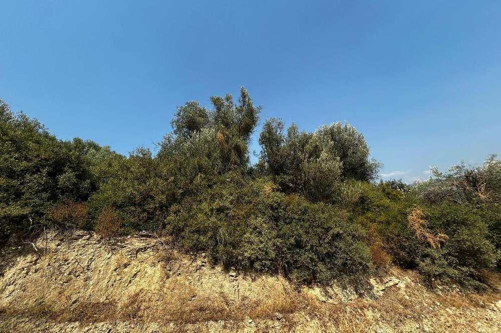 C21 Cius; İznik Ömerli'de Köşe Parsel 49.410 m2 Satılık Arazi