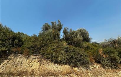 C21 Cius; İznik Ömerli'de Köşe Parsel 49.410 m2 Satılık Arazi