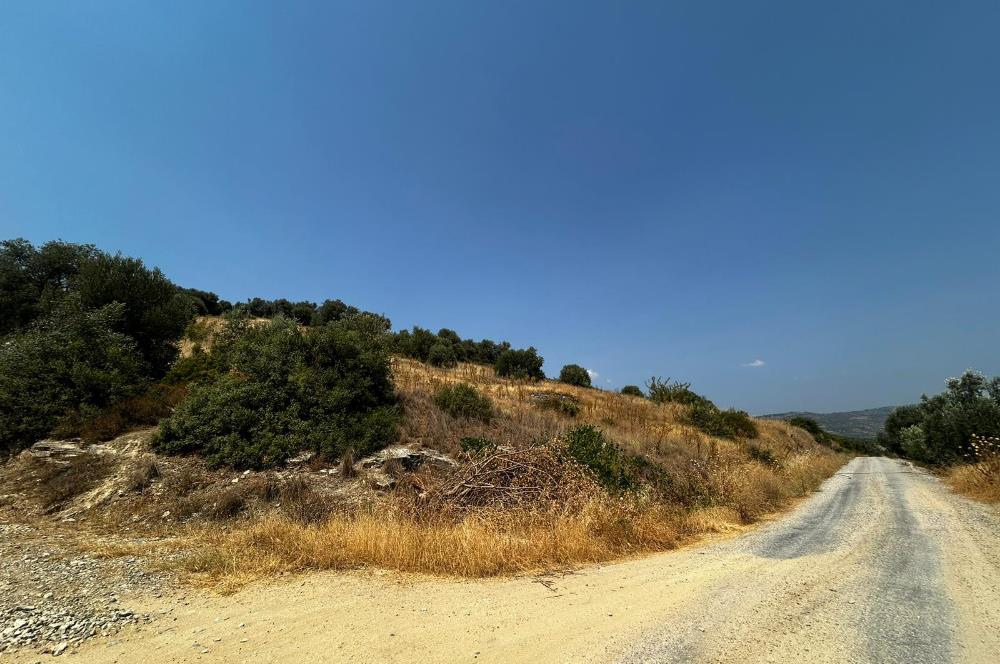 C21 Cius; İznik Ömerli'de Köşe Parsel 49.410 m2 Satılık Arazi