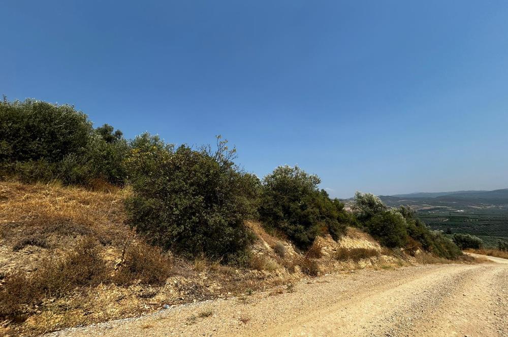 C21 Cius; İznik Ömerli'de Köşe Parsel 49.410 m2 Satılık Arazi