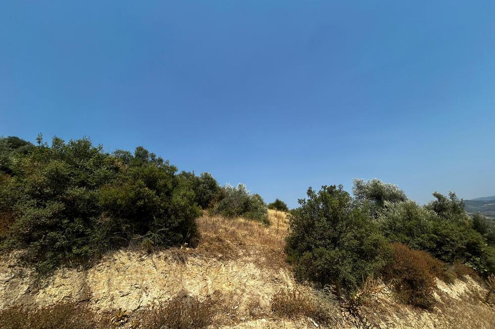 C21 Cius; İznik Ömerli'de Köşe Parsel 49.410 m2 Satılık Arazi