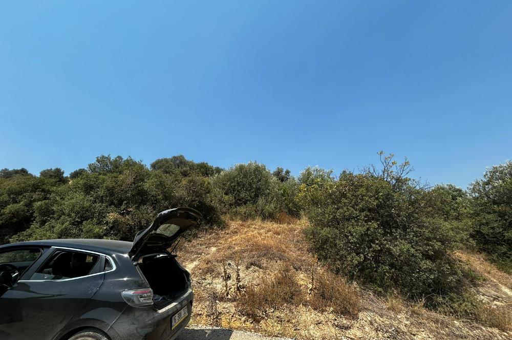 C21 Cius; İznik Ömerli'de Köşe Parsel 49.410 m2 Satılık Arazi