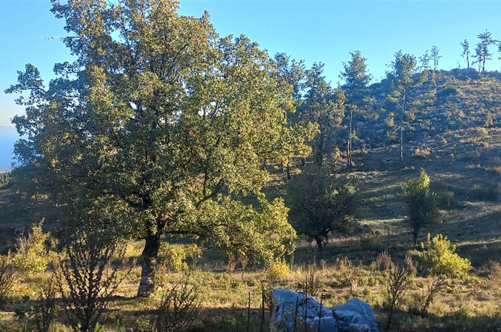 Bodrum Mazı lebiderya deniz manzaralı 17.423 m2 satılık tarla