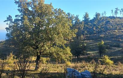 Bodrum Mazı lebiderya deniz manzaralı 17.423 m2 satılık tarla